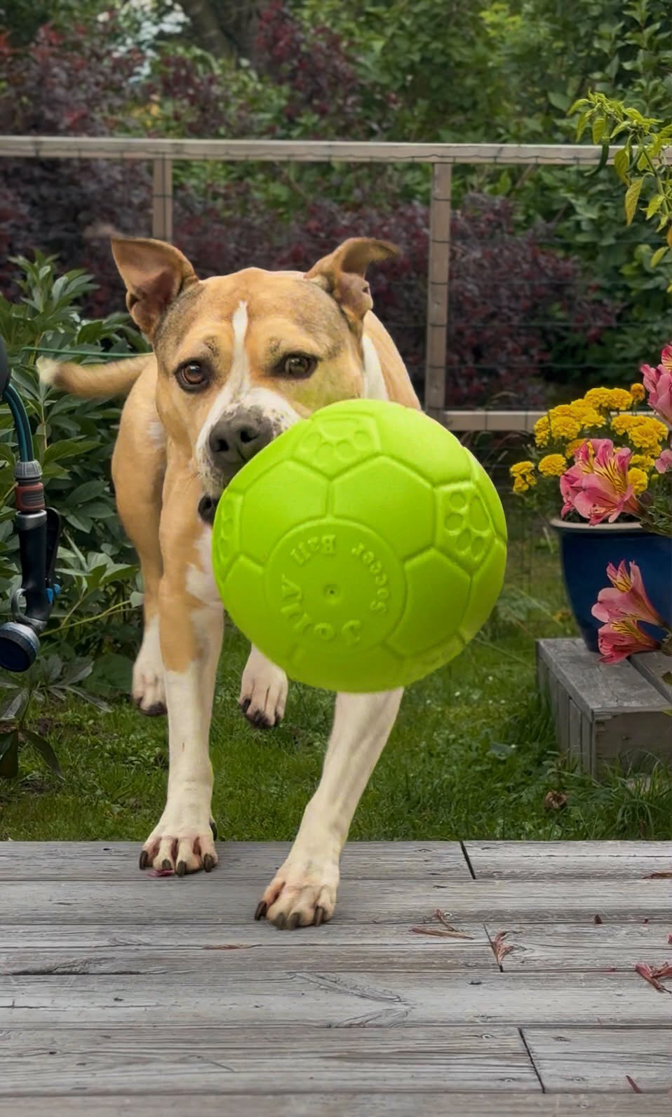 Jolly fotboll 20 cm – tålig hundboll för lek, apportering och vatten
