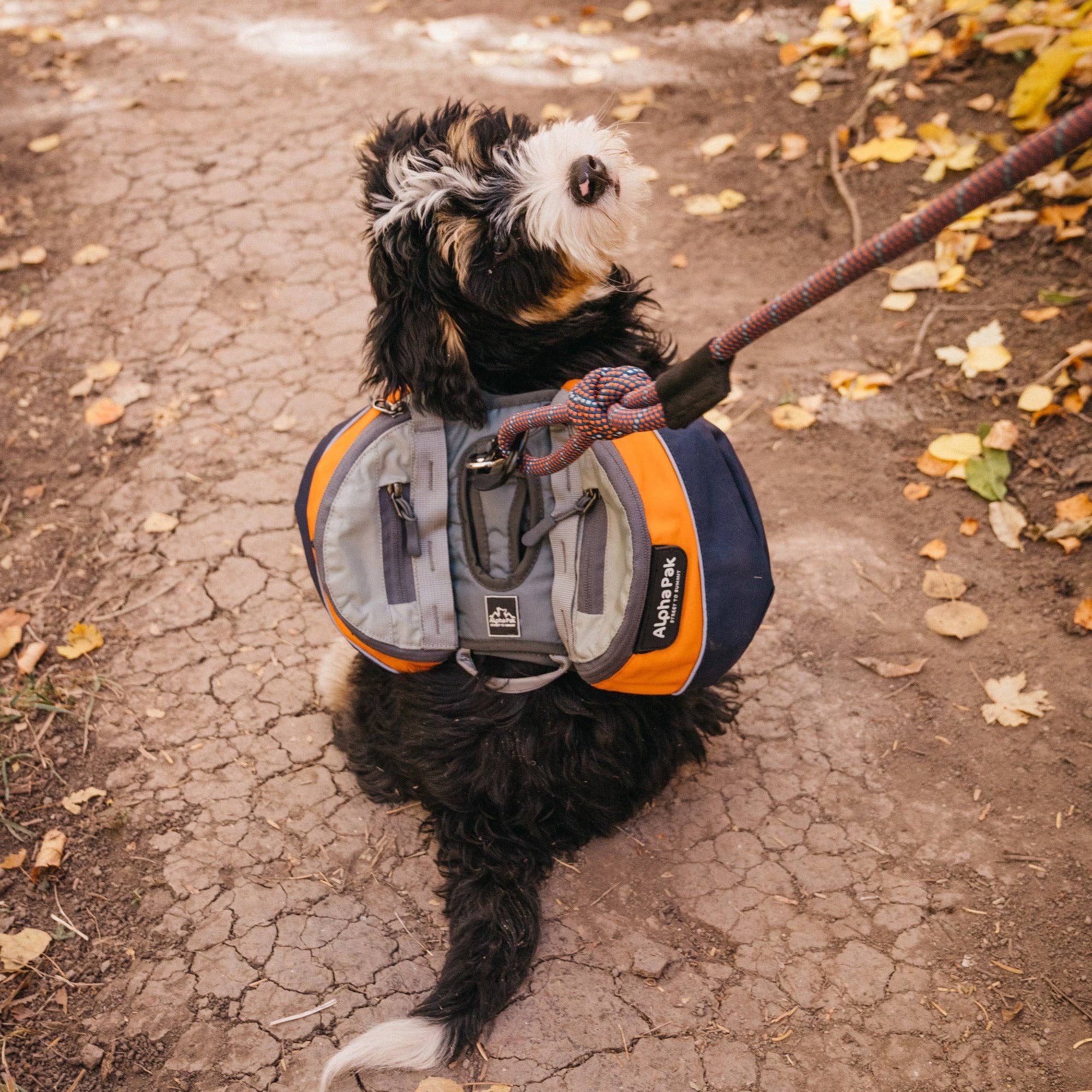 Camping With Dogs and AlphaPak - Adventurer 2-delat hundpaket med EZ Latch™: Lila / Medium - Bröst 22-27in - Hals 14-20in.