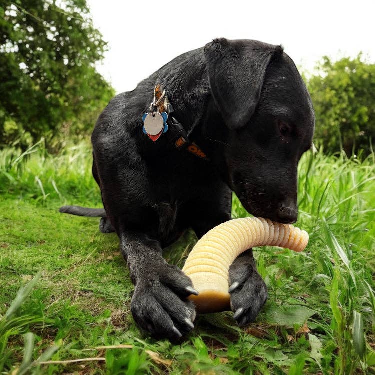 Flufflehorn Dental Antler XL – hornformat nylontugg för hund