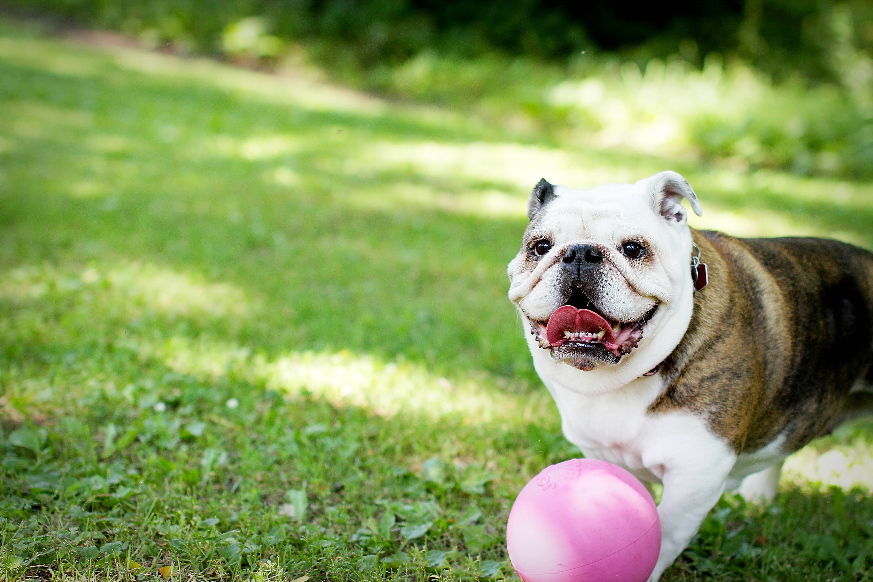 Bounce-n-Play 20 cm – tålig hundboll för aktiva hundar