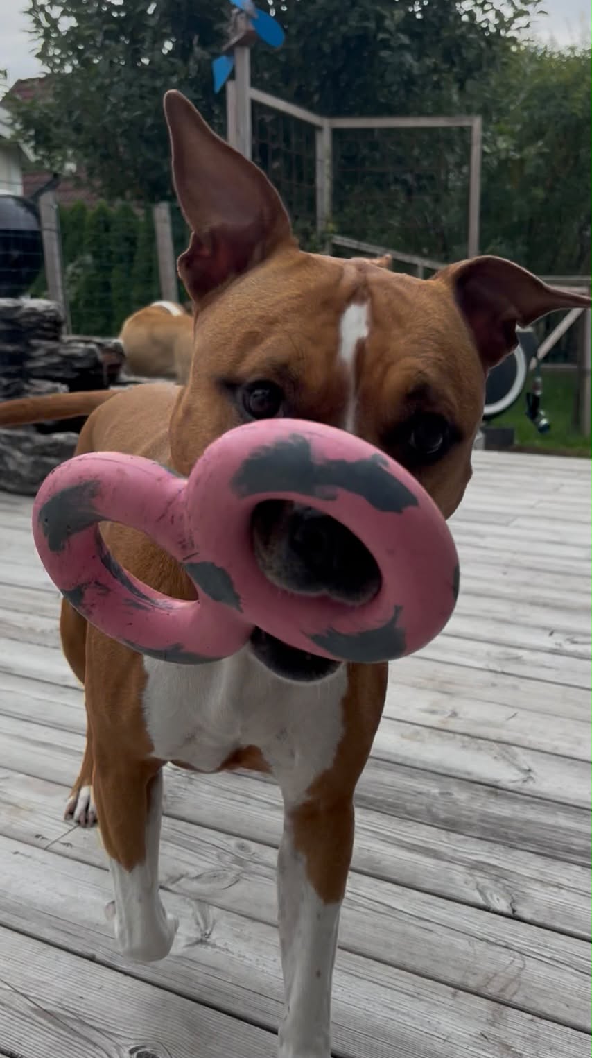 Goughnuts Original Tug Toy – Rosa Medium | Slitstark hundleksak Livstidsgaranti