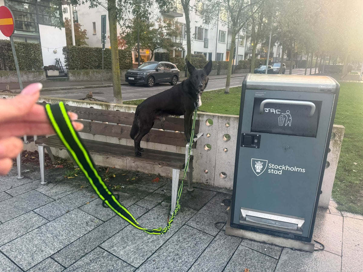 FINNERO POWER – Elastiskt hundkoppel med ryckdämpning och kontrollhandtag
