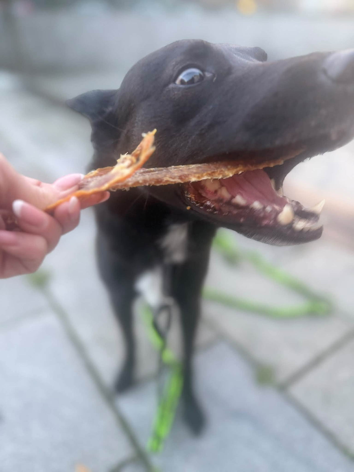 Rödfiskfilé – Naturligt hundgodis av 100 % fisk
