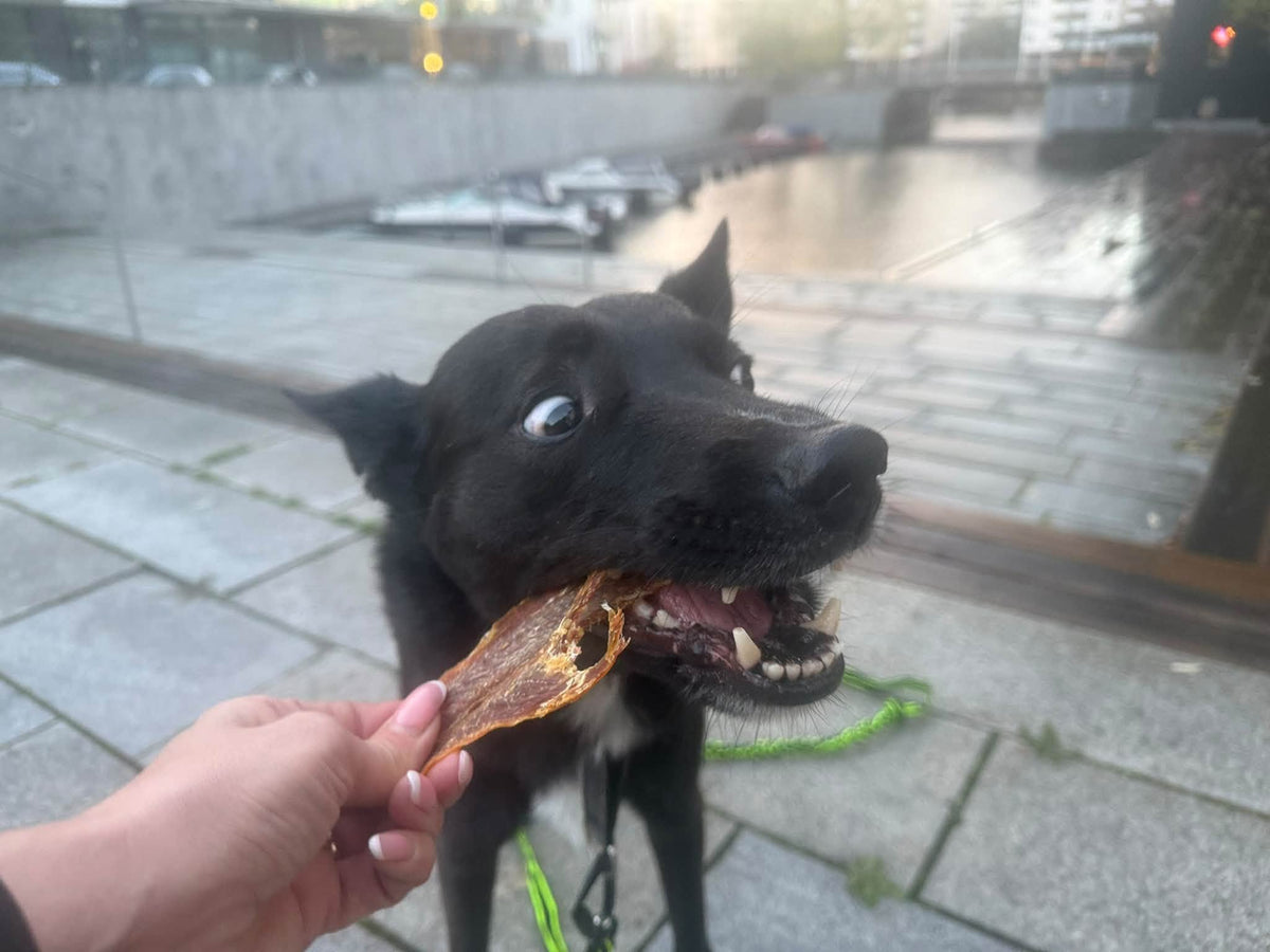 Rödfiskfilé – Naturligt hundgodis av 100 % fisk