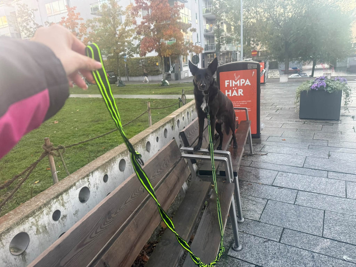 FINNERO POWER – Elastiskt hundkoppel med ryckdämpning och kontrollhandtag