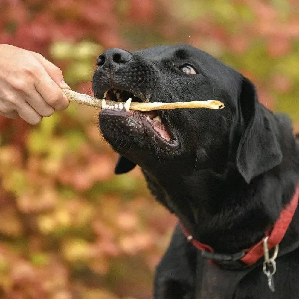 Rödfisksticks – naturligt hundgodis av vit fisk