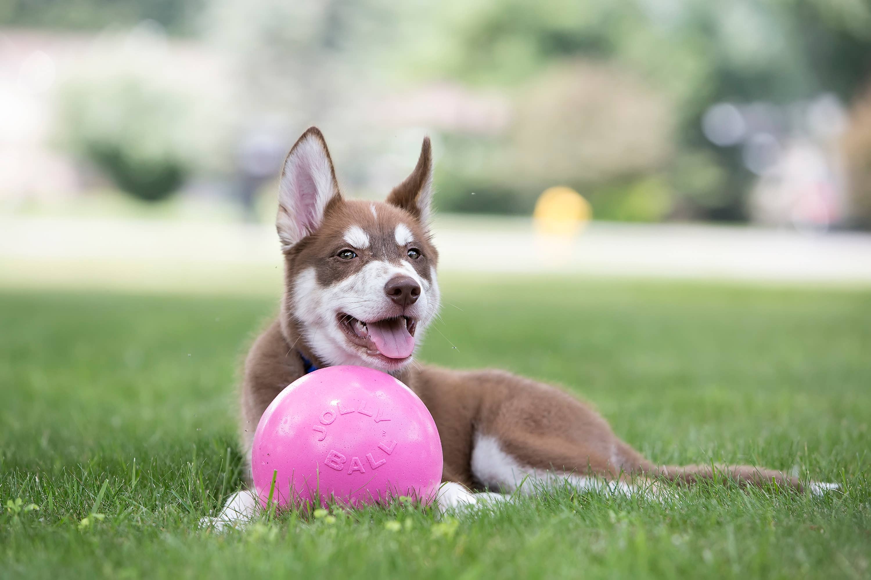 Bounce-n-Play 20 cm – tålig hundboll för aktiva hundar