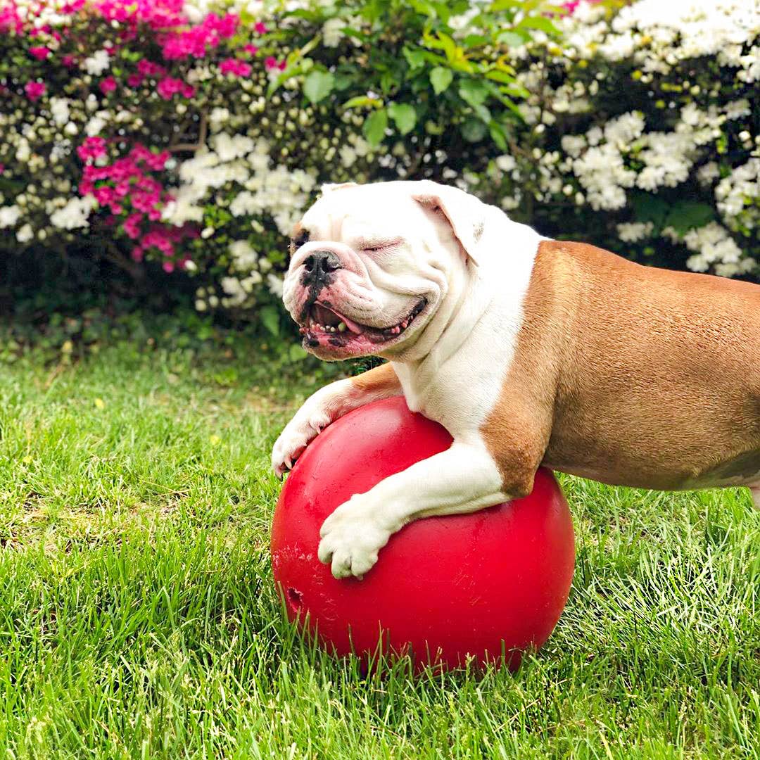 Push-n-Play – en av marknadens mest tåliga hundbollar