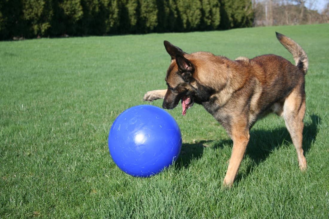 Push-n-Play – en av marknadens mest tåliga hundbollar