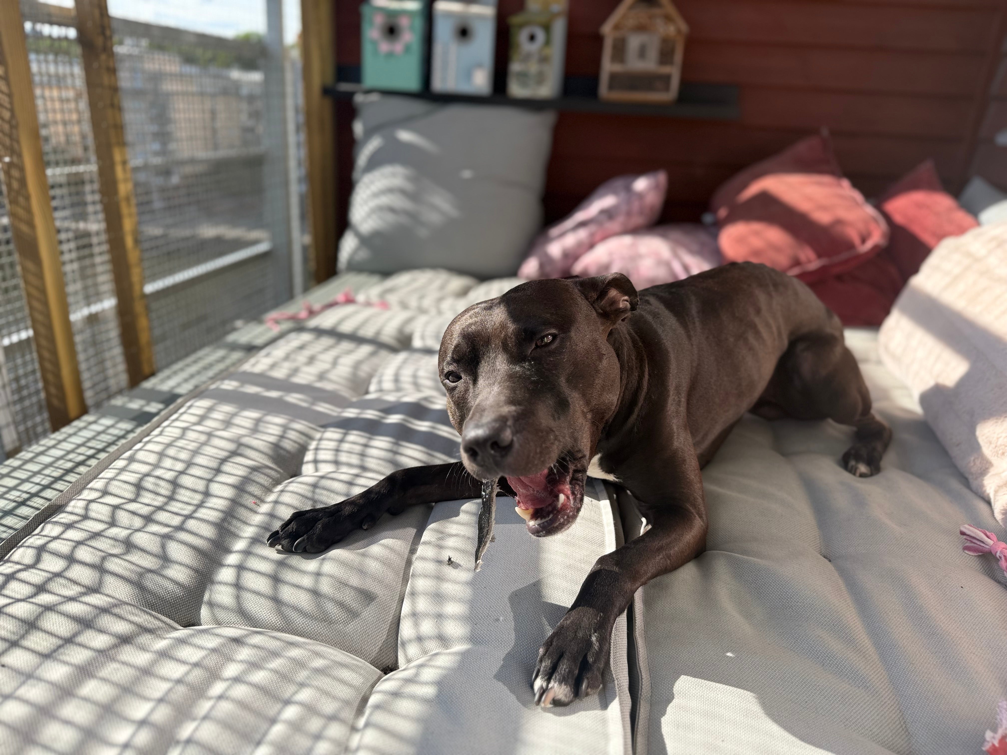 Nötstrips small med hår 🇸🇪