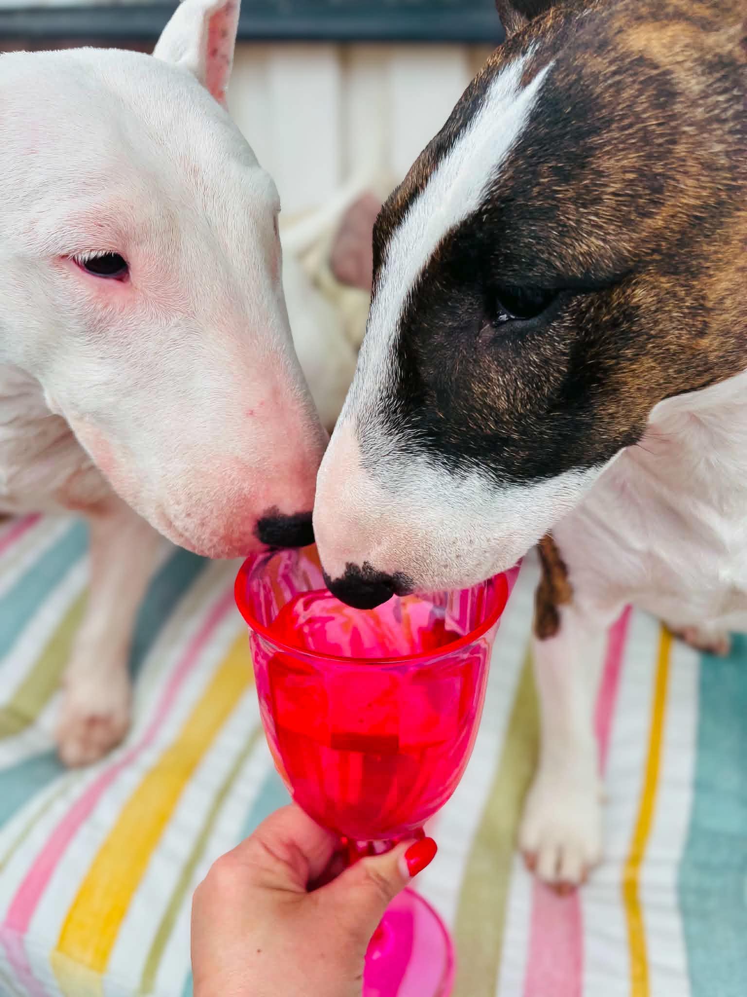 WOOF&BREW – Posh Pooch Rosé Hundvin // Gåva eller Godbit
