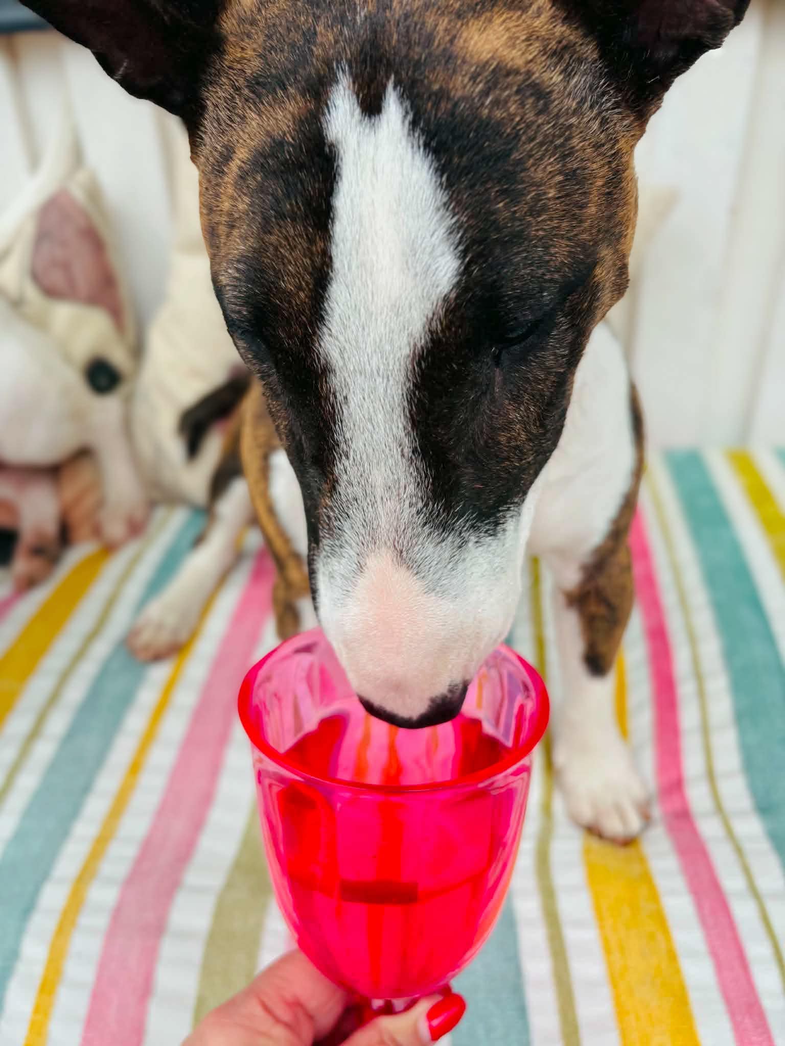WOOF&BREW – Posh Pooch Rosé Hundvin // Gåva eller Godbit