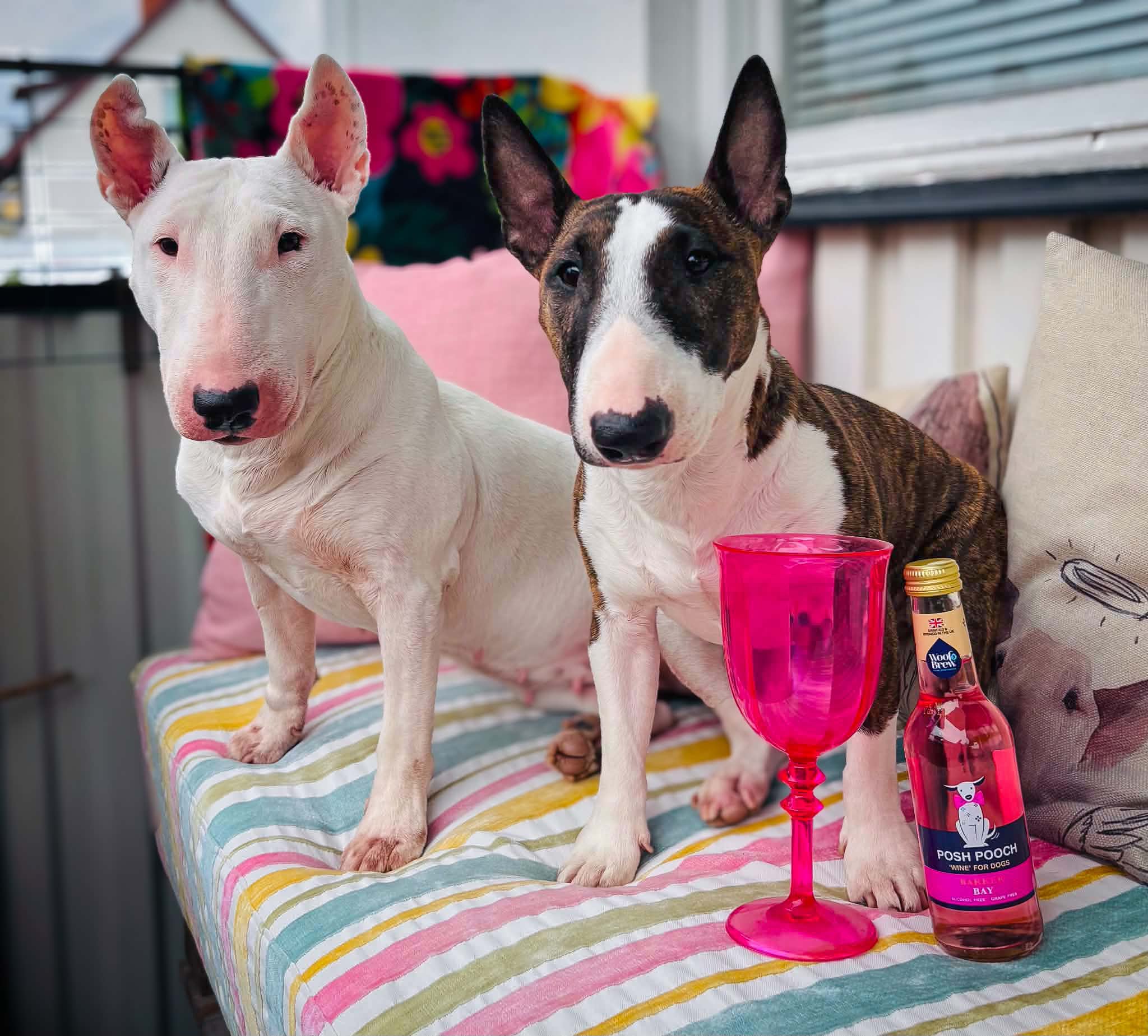 WOOF&BREW – Posh Pooch Rosé Hundvin // Gåva eller Godbit