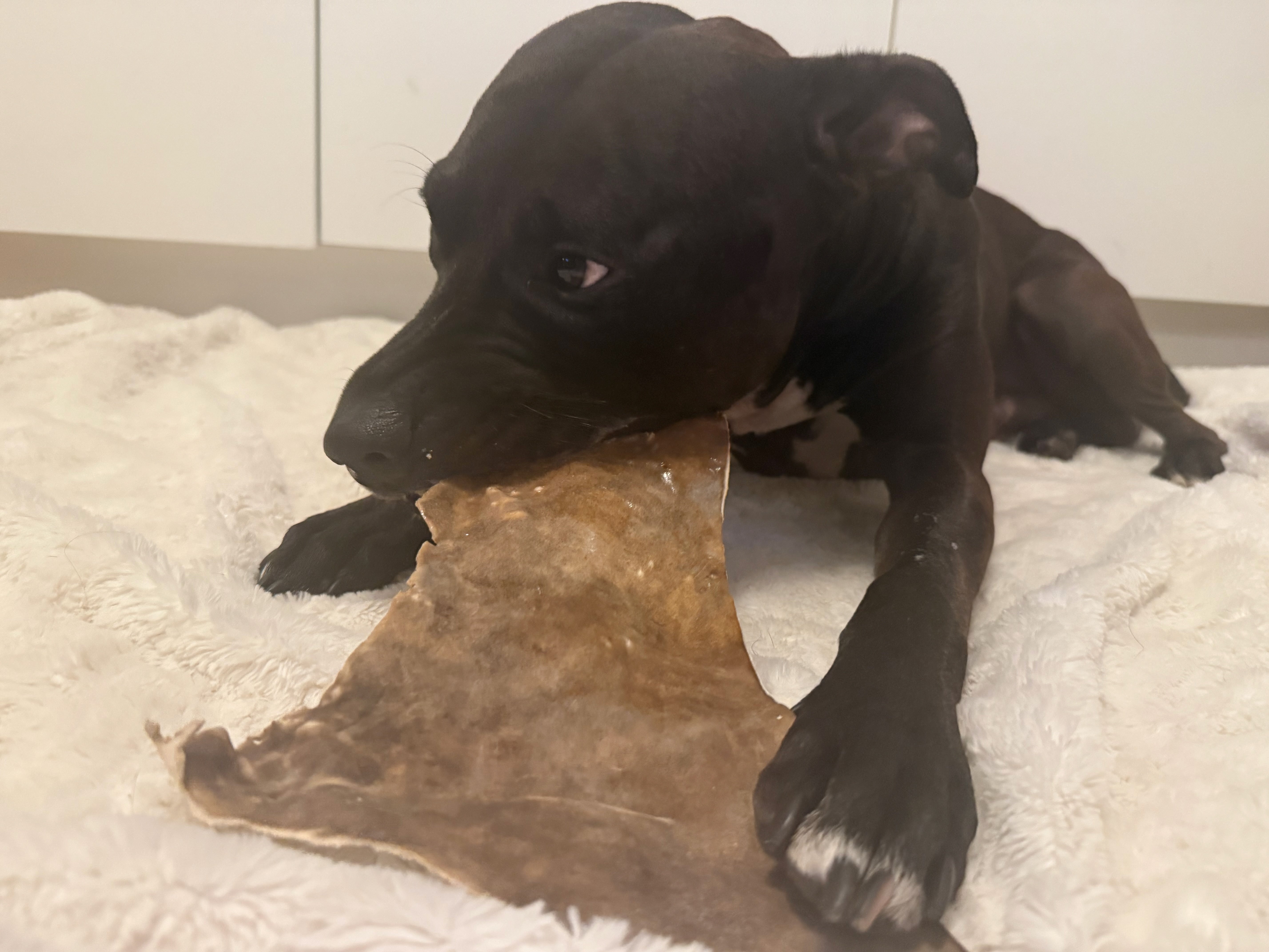 Hästhudsplatta Premium | Naturligt hundtugg