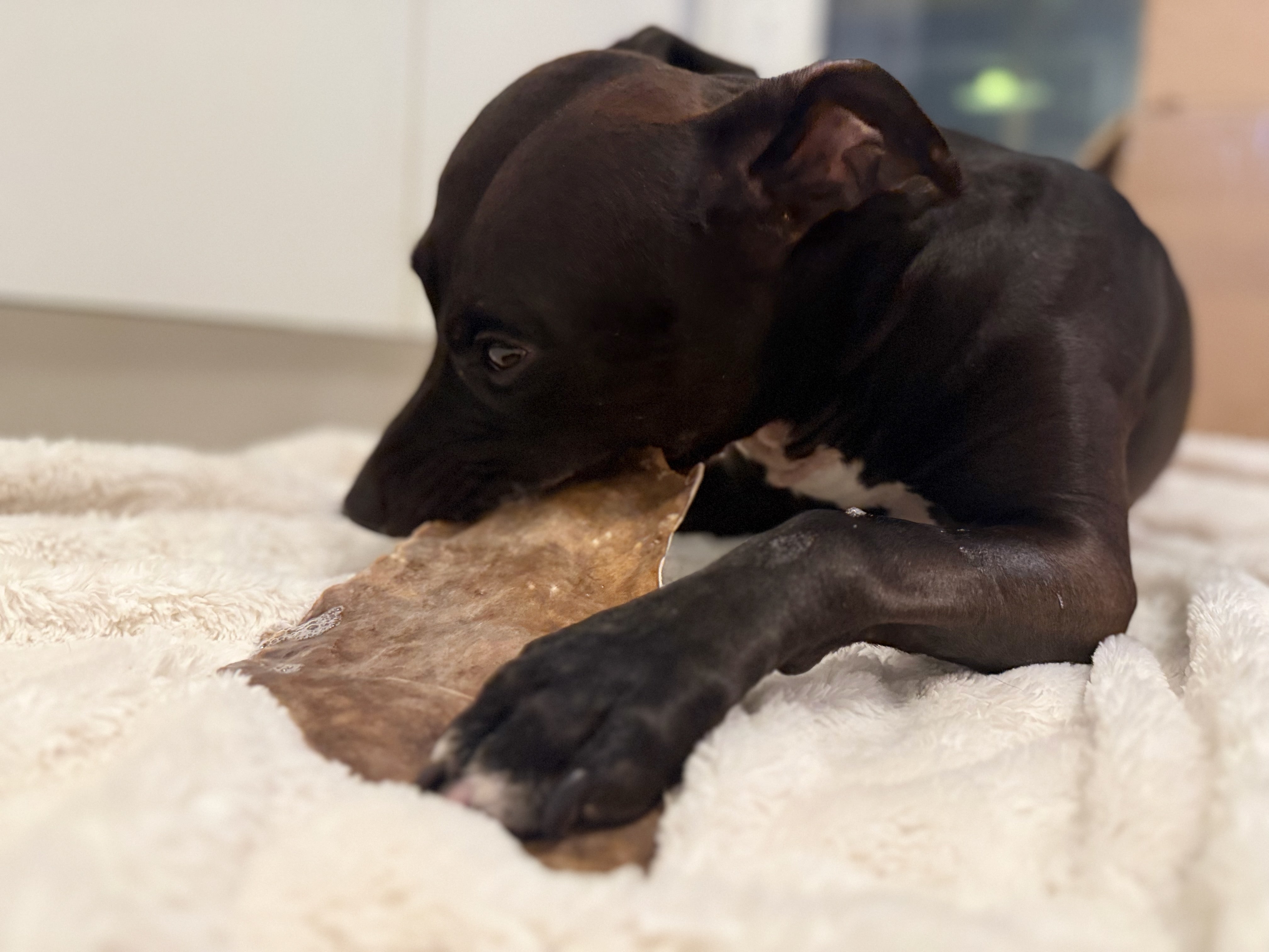 Hästhudsplatta Premium | Naturligt hundtugg