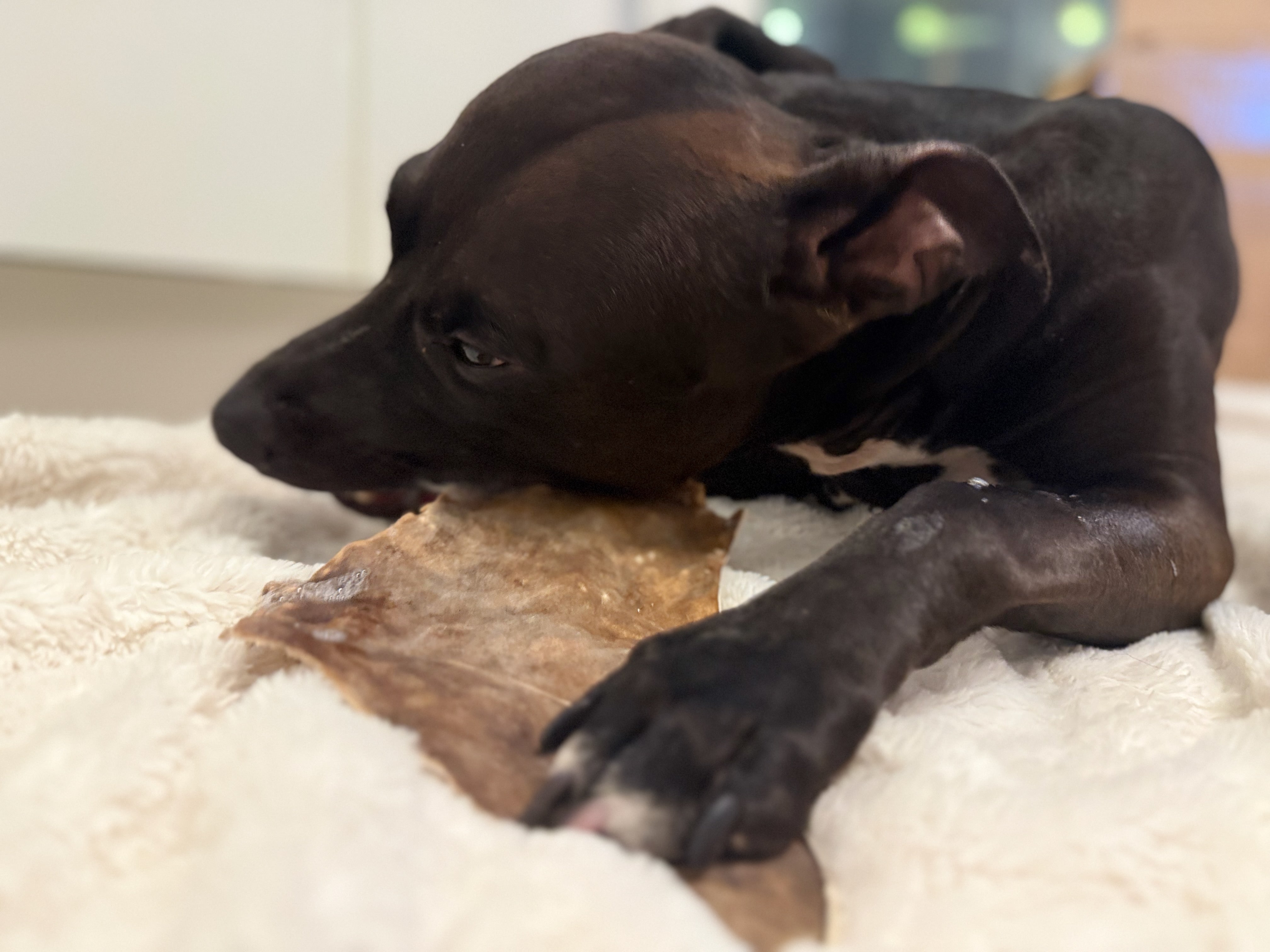 Hästhudsplatta Premium | Naturligt hundtugg