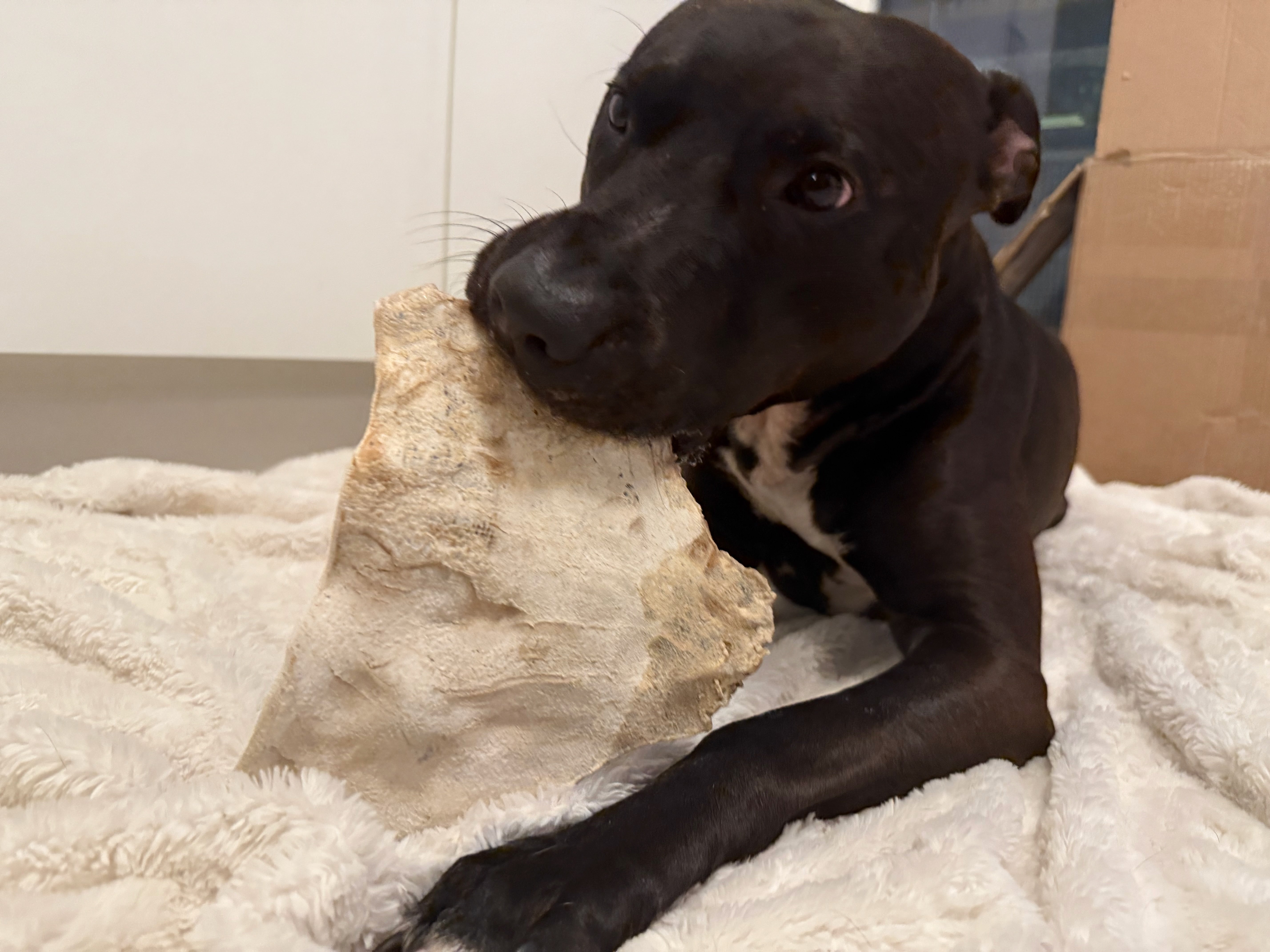 Hästhudsplatta Premium | Naturligt hundtugg