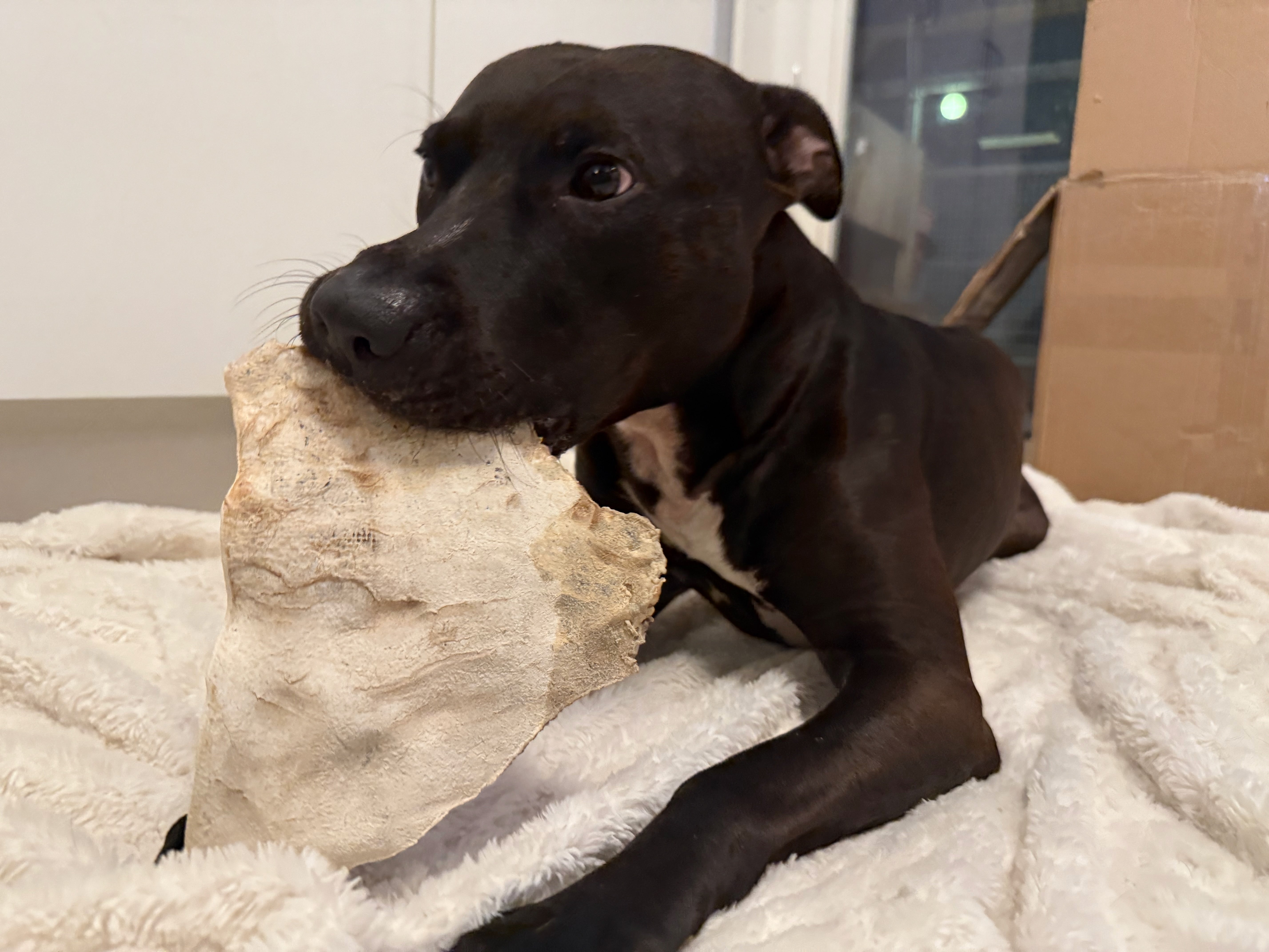 Hästhudsplatta Premium | Naturligt hundtugg