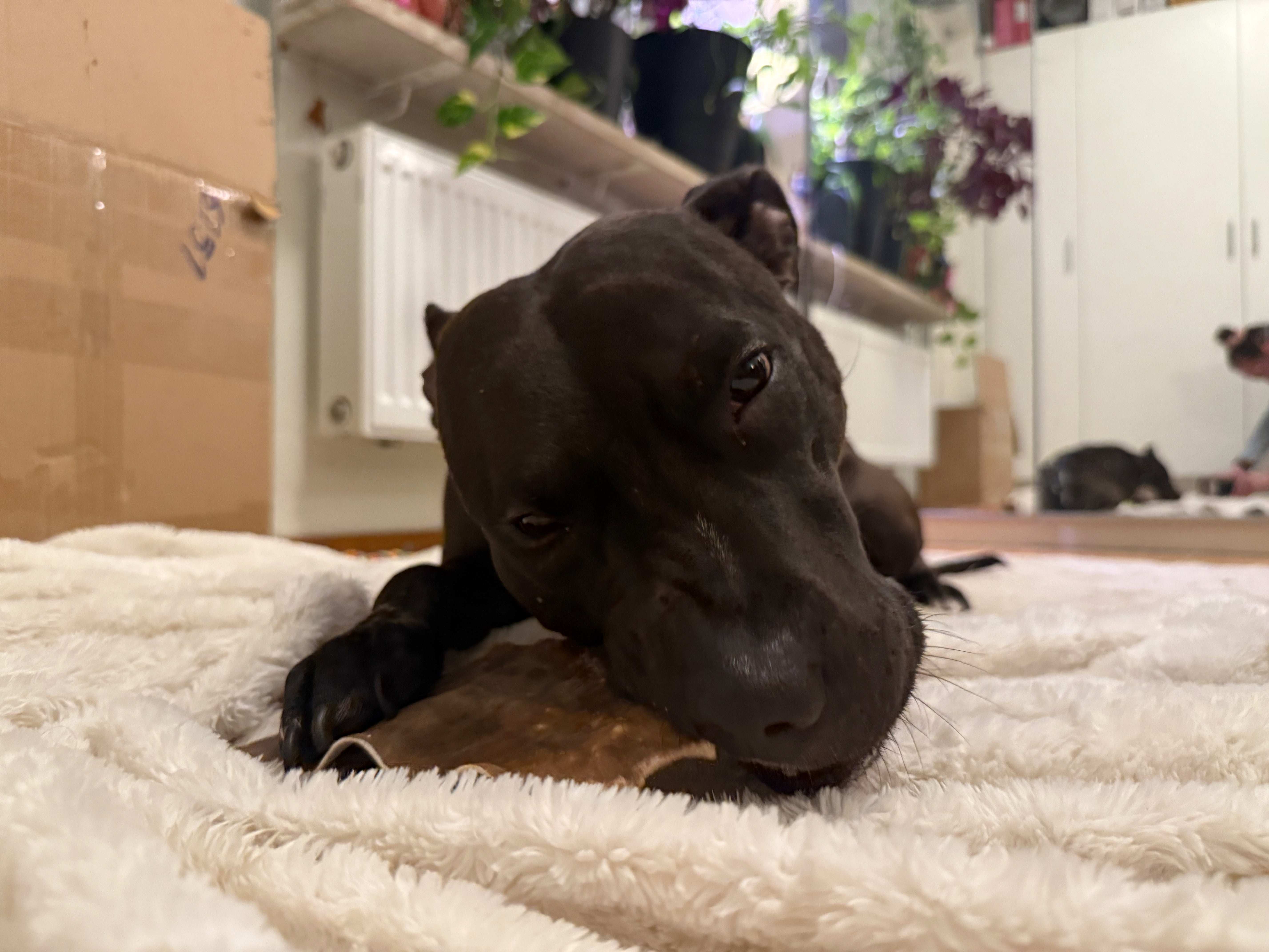 Hästhudsplatta Premium | Naturligt hundtugg