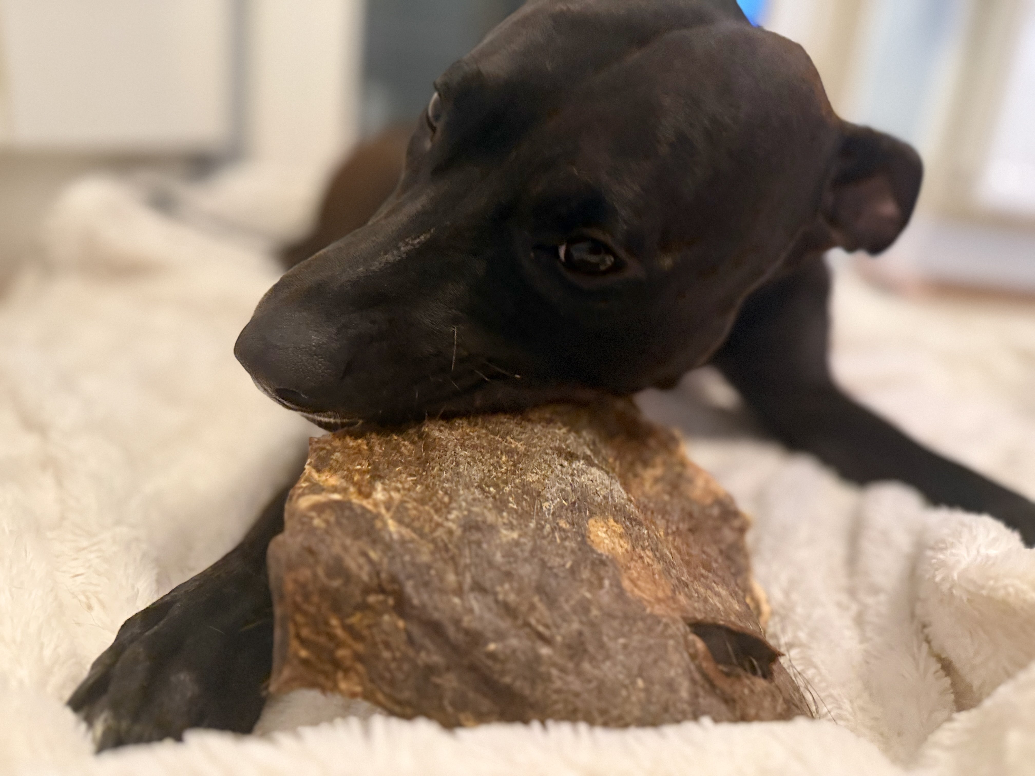 Nyhet! Hästhud med päls XXL – naturligt hundtugg med lång tuggtid