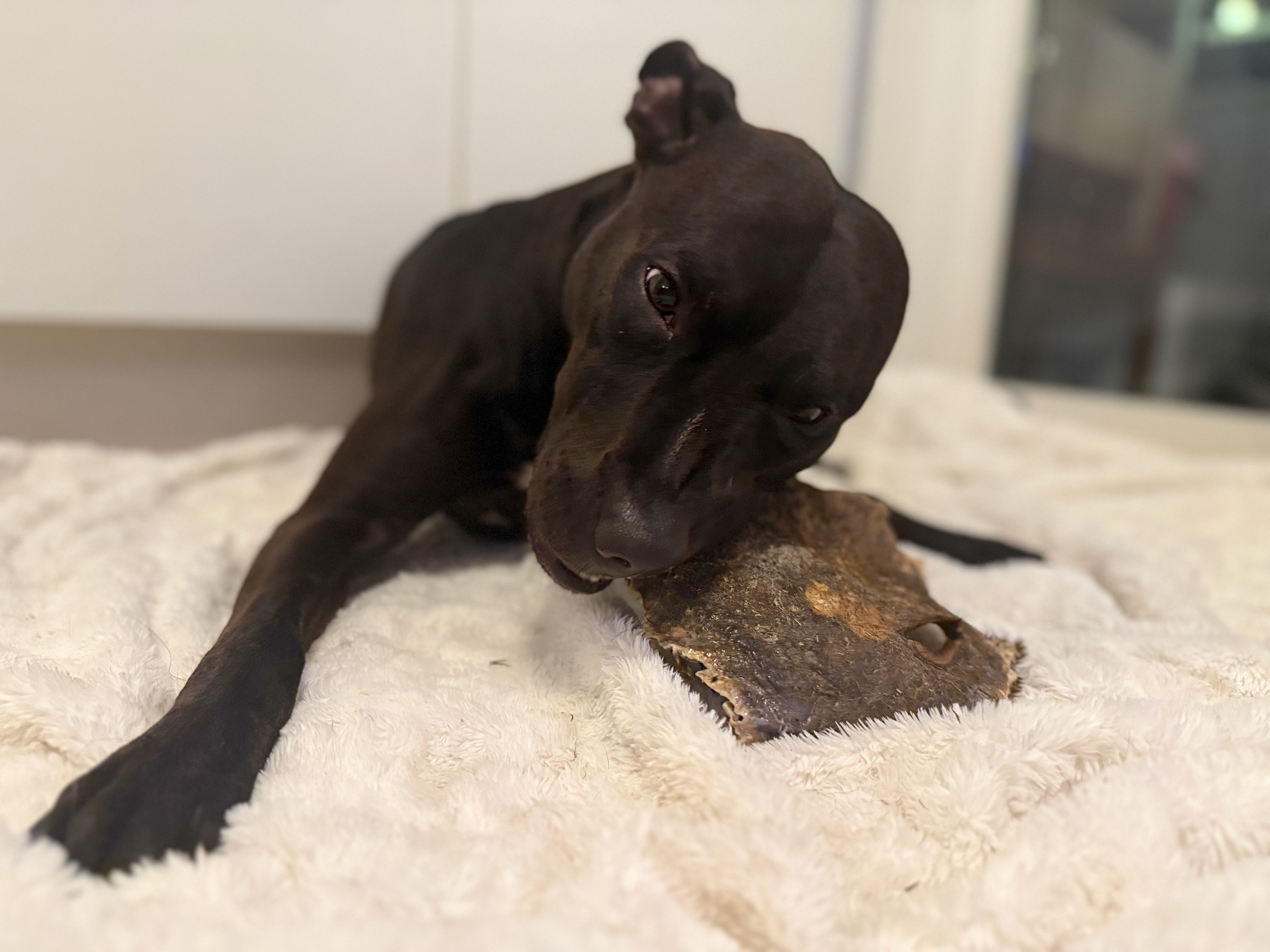 Nyhet! Hästhud med päls XXL – naturligt hundtugg med lång tuggtid