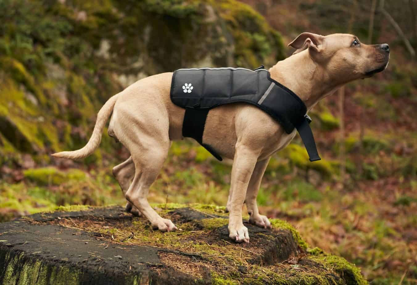 Hounzy Viktsele för Hund – Justerbar Viktväst för Muskelträning & Kondition