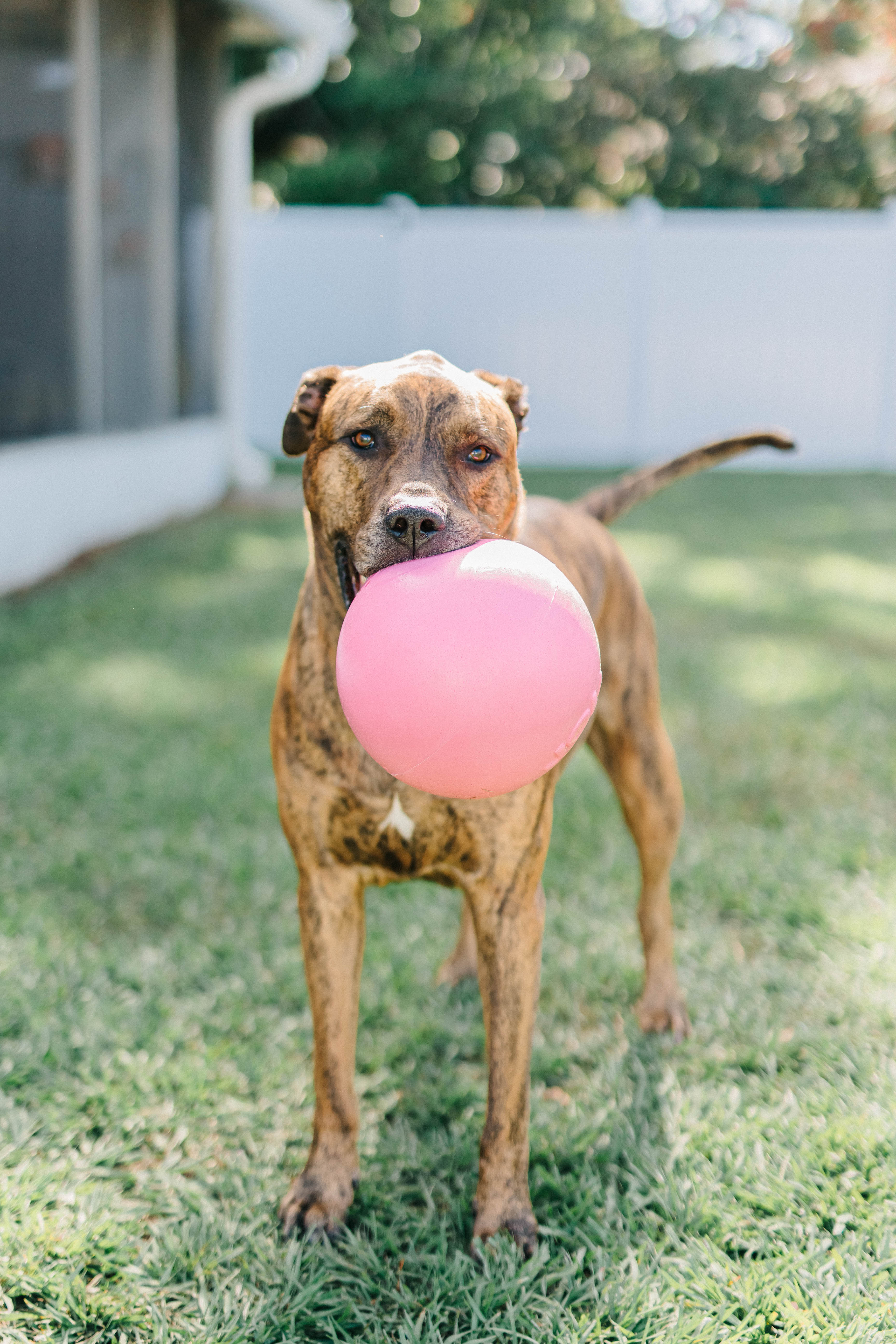 Bounce-n-Play 20 cm – tålig hundboll för aktiva hundar
