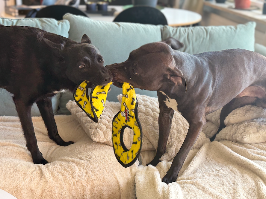 Tuffy No Stuff Ultimate Tug-O-War – Gul pipande dragleksak