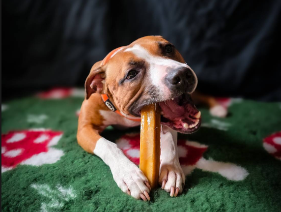 Yakost Himalaya Cheese Chew 180 g | Långvarigt Hundtugg
