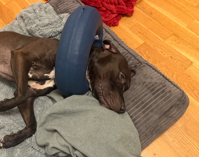 Trixie uppblåsbar tratt för hund M (40–45 cm) – mjuk skyddskrage