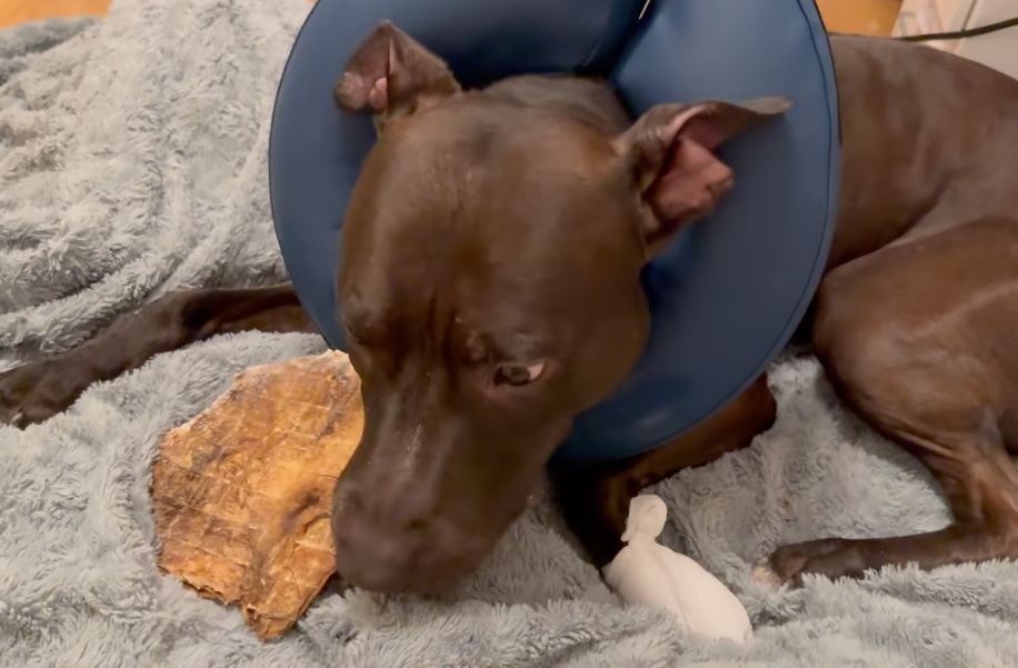 Trixie uppblåsbar tratt för hund M (40–45 cm) – mjuk skyddskrage