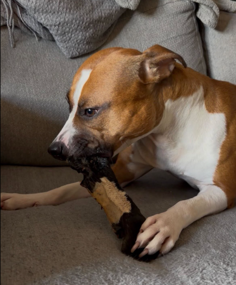 Nötskinn med päls – 100 % naturligt hundtugg av nöt