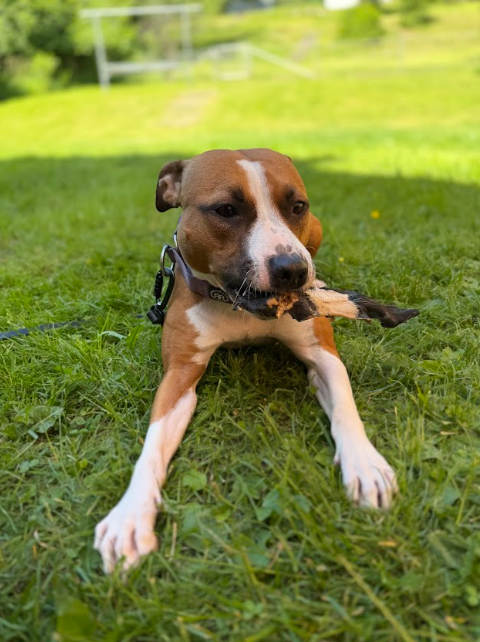 Nötskinn med päls – 100 % naturligt hundtugg av nöt