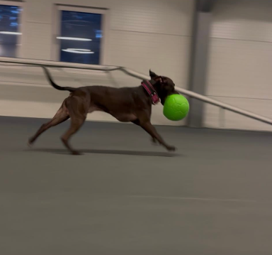 Jolly fotboll 20 cm – tålig hundboll för lek, apportering och vatten