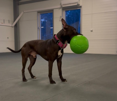 Jolly fotboll 20 cm – tålig hundboll för lek, apportering och vatten