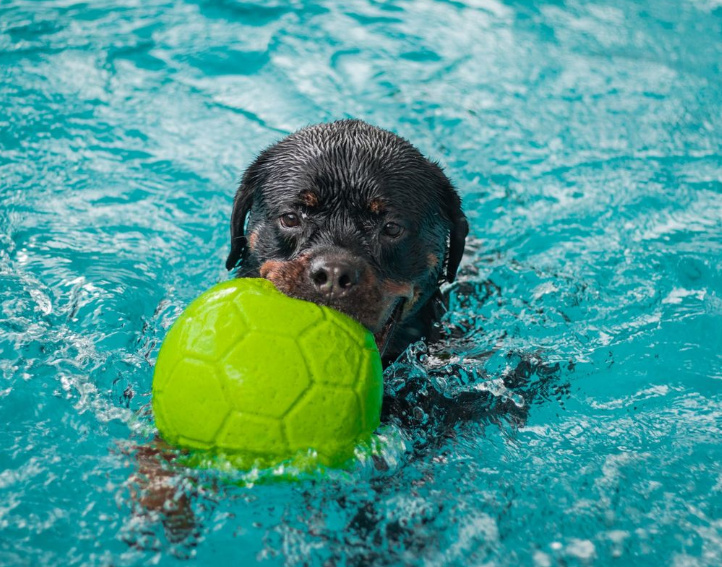 Jolly fotboll 20 cm – tålig hundboll för lek, apportering och vatten