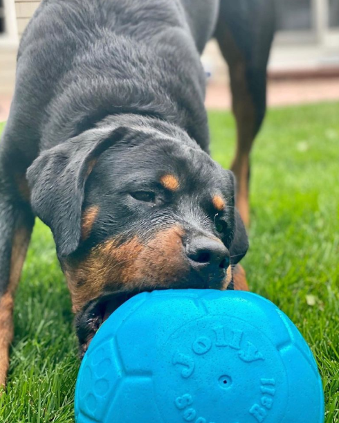Jolly fotboll 20 cm – tålig hundboll för lek, apportering och vatten