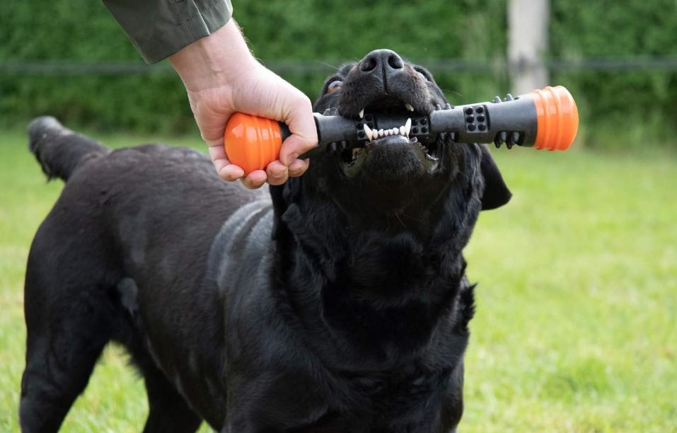Dog Comets Meteor kastpinne orange S