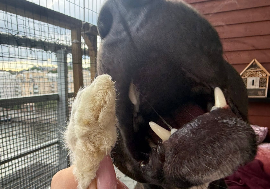 Kanintass med päls i styck – Lufttorkad | Naturligt hundtugg