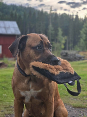 Stor kampkudde med kaninskinn för hund | Bitkudde & belöningsleksak