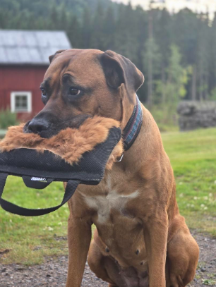 Stor kampkudde med kaninskinn för hund | Bitkudde & belöningsleksak