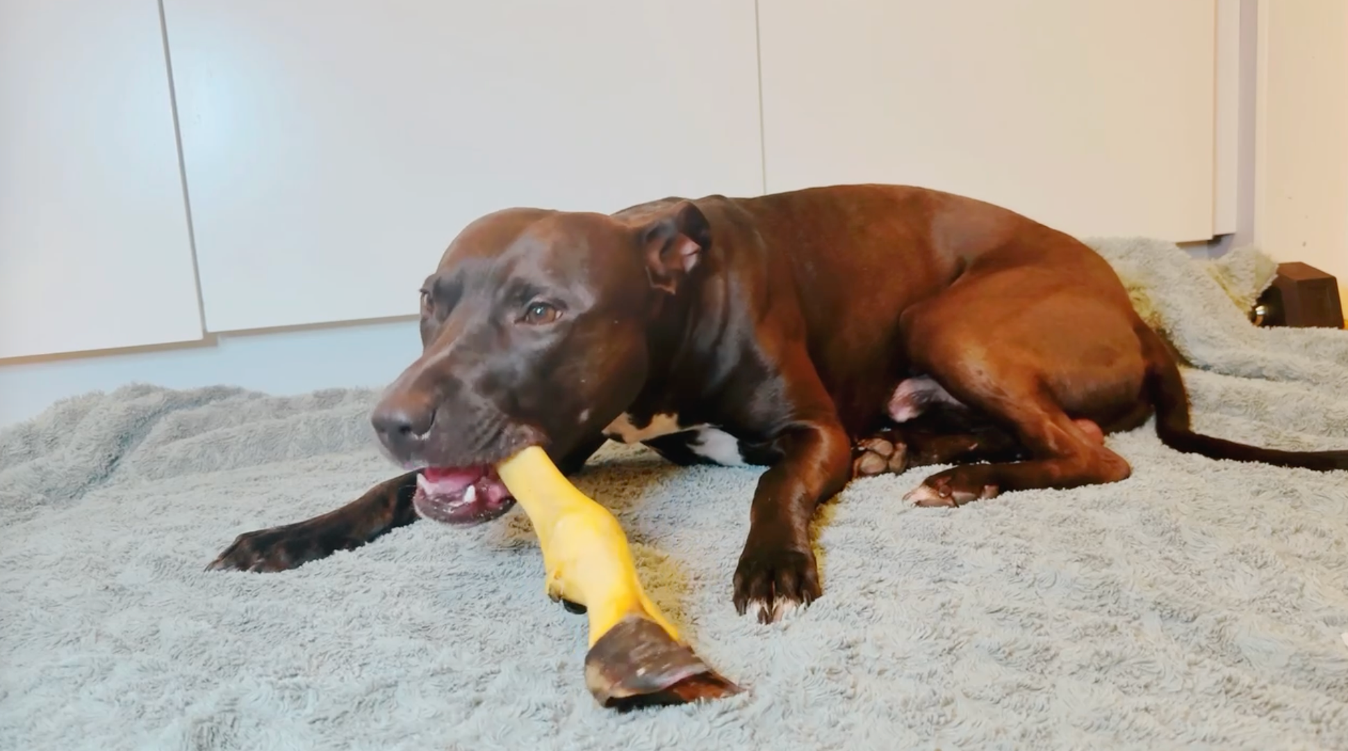 Lammfötter 1-pack – naturligt hundtugg av lamm