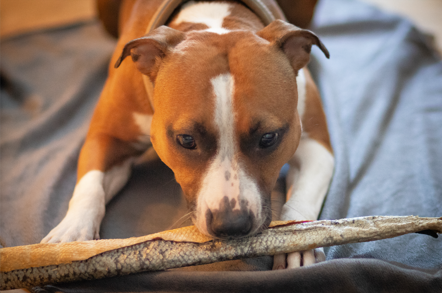 Laxhud med kött 60 cm – XXL naturligt hundtugg