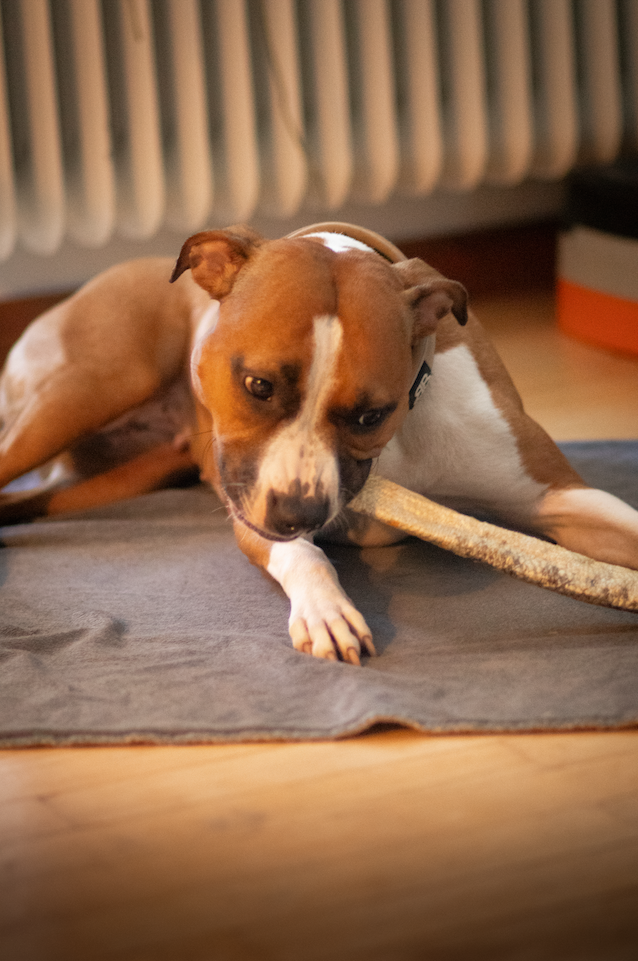 Laxhud med kött 60 cm – XXL naturligt hundtugg