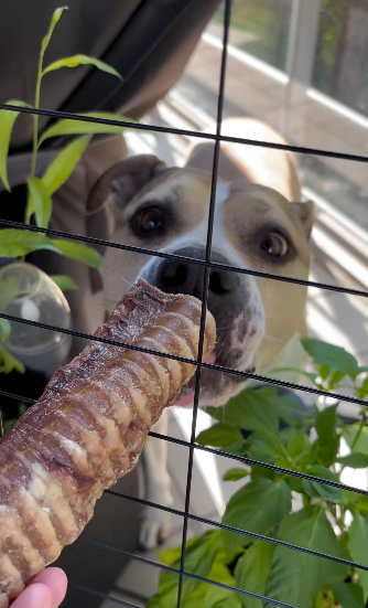 Hästluftstrupar 2 st – lufttorkat hundtugg | Naturligt hundtugg