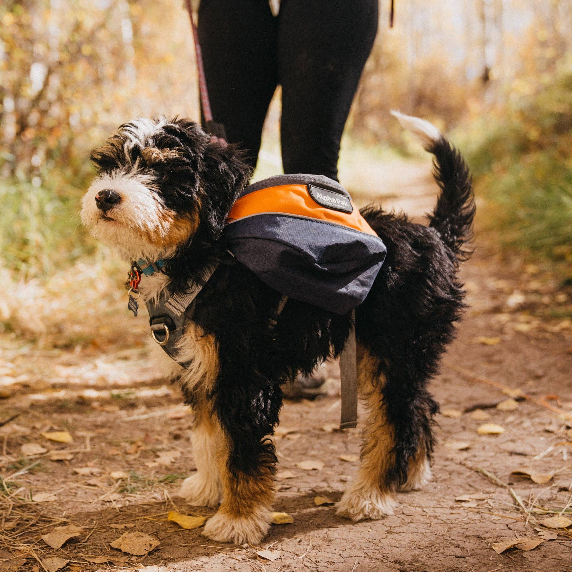Camping With Dogs and AlphaPak - Adventurer 2-delat hundpaket med EZ Latch™: Lila / Medium - Bröst 22-27in - Hals 14-20in.