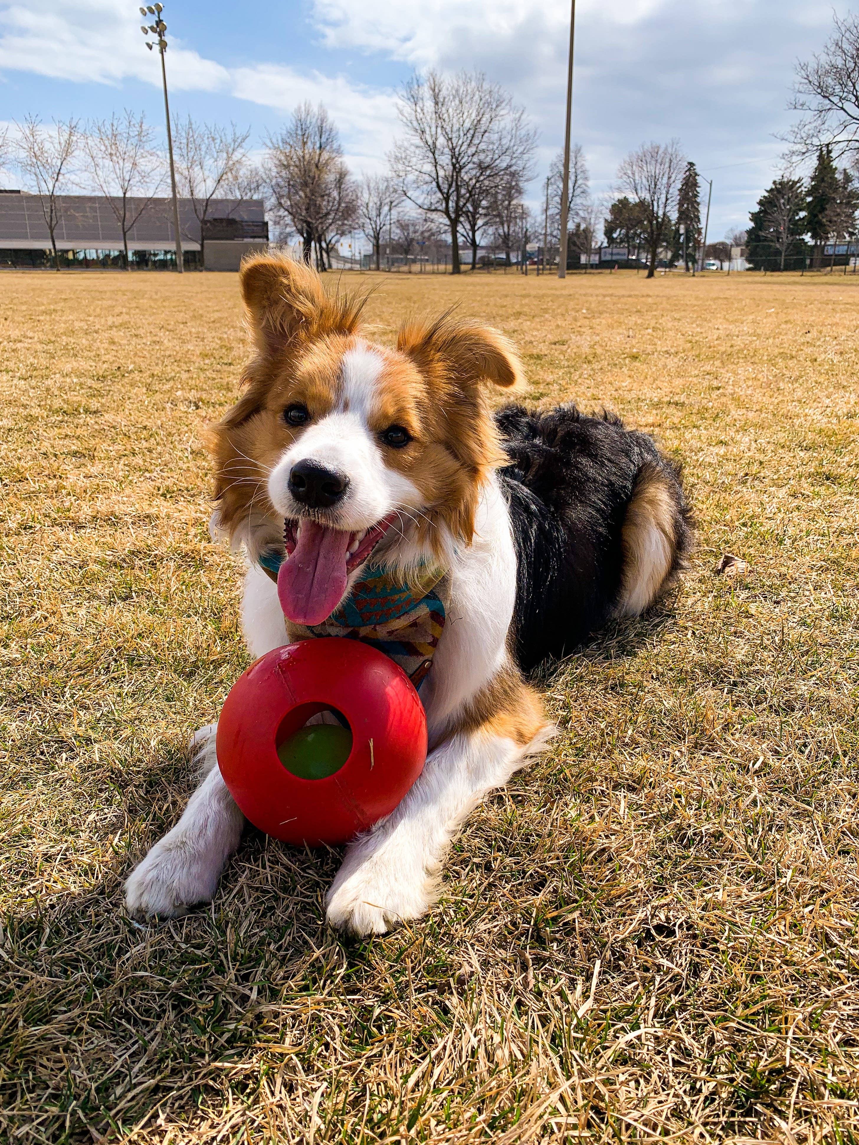 Teaser Ball – Slitstark hundleksak | Hundboll för starka hundar