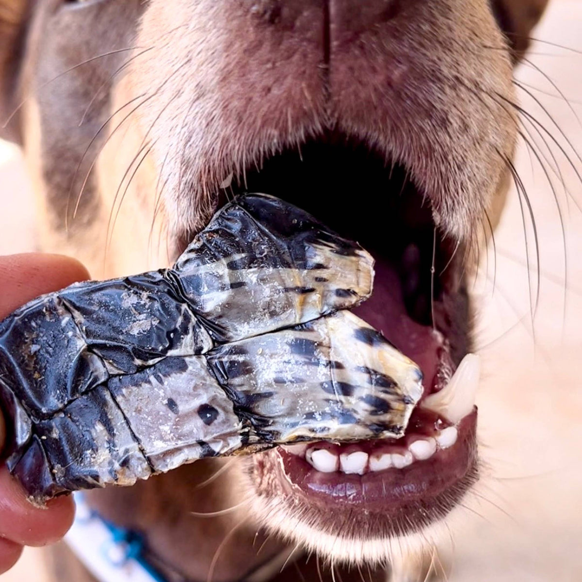 Nyhet! Krokodilchips 100 g – Naturligt hundgodis av 100 % krokodil