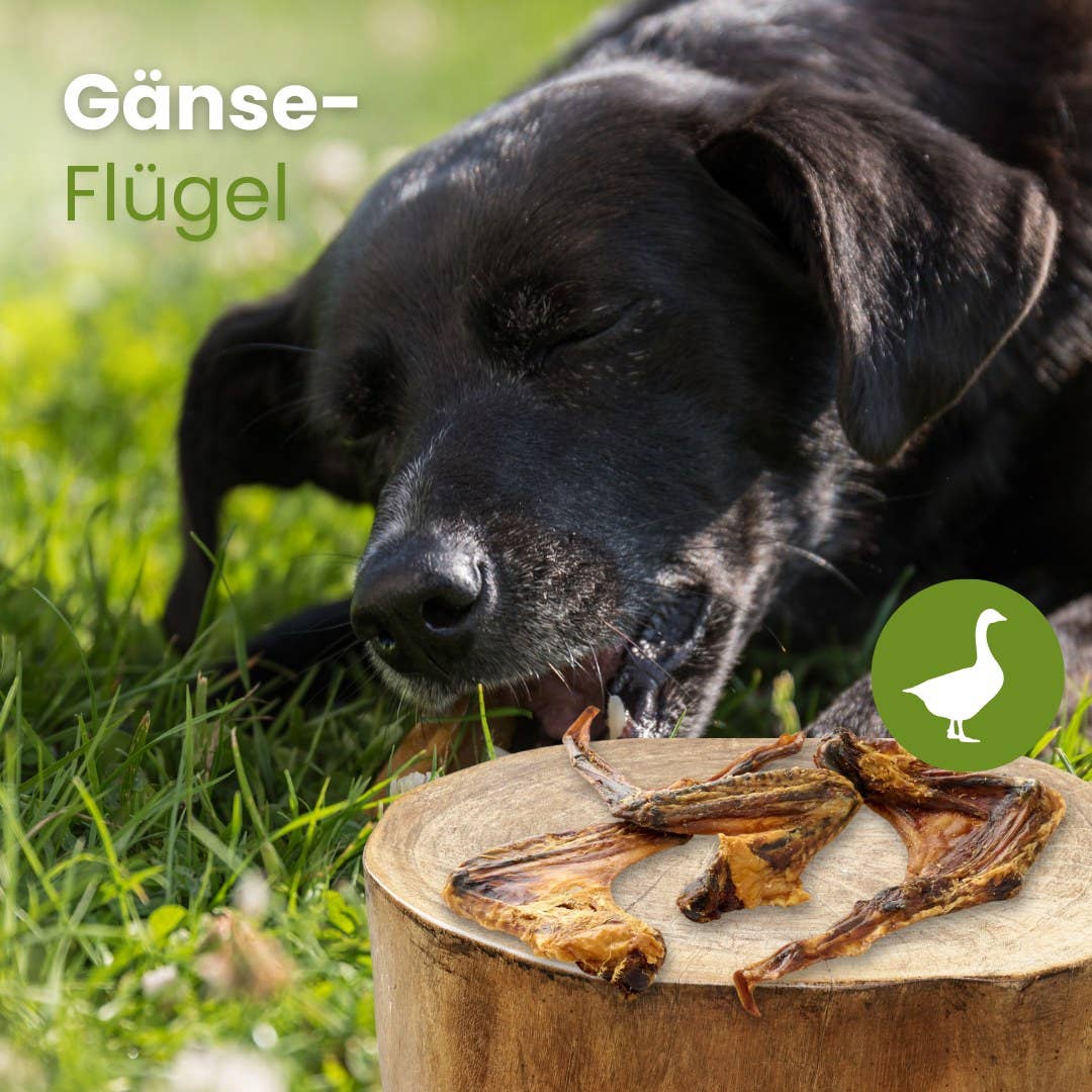 Gåsvingar – 100 % lufttorkad gås | Naturligt hundtugg