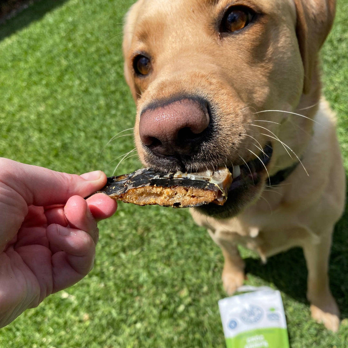 Nyhet! Krokodilchips 100 g – Naturligt hundgodis av 100 % krokodil